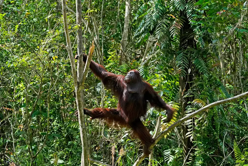 En orangutang på Borneo.