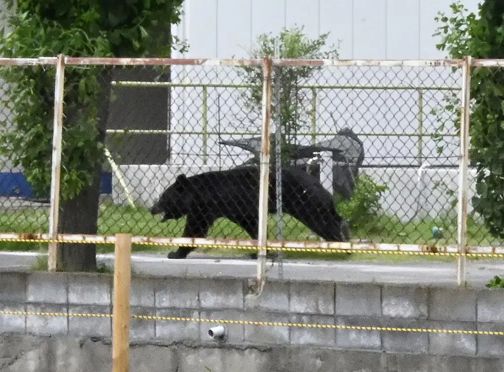 En björn i den japanska staden Fukushima i somras.