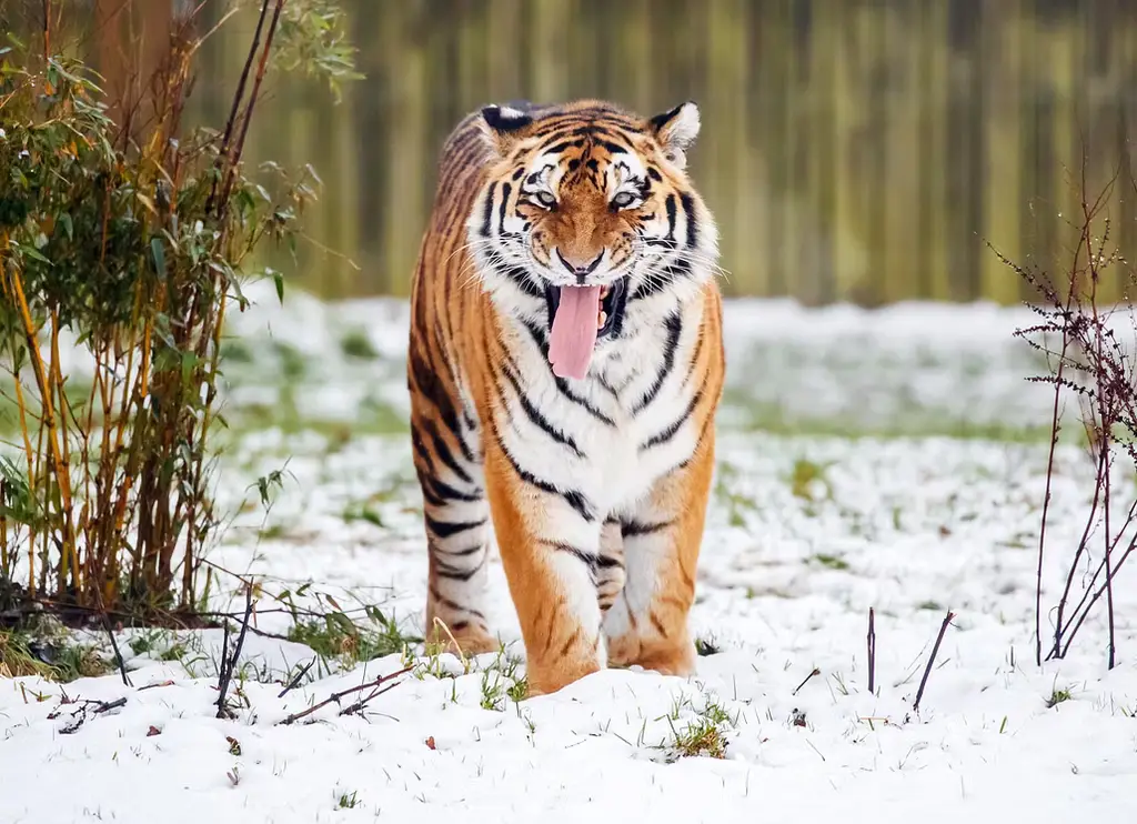 Arkivbild. En tiger i inhägnaden på Yorkshire Wildlife Park.