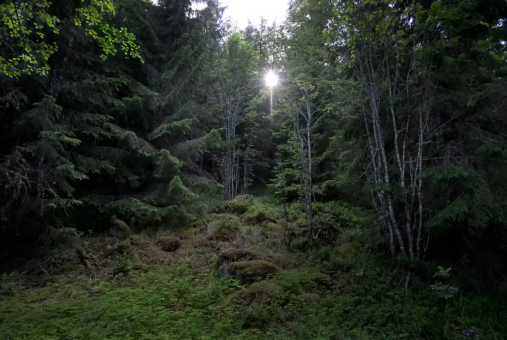 
Illustrationsbild av skog.