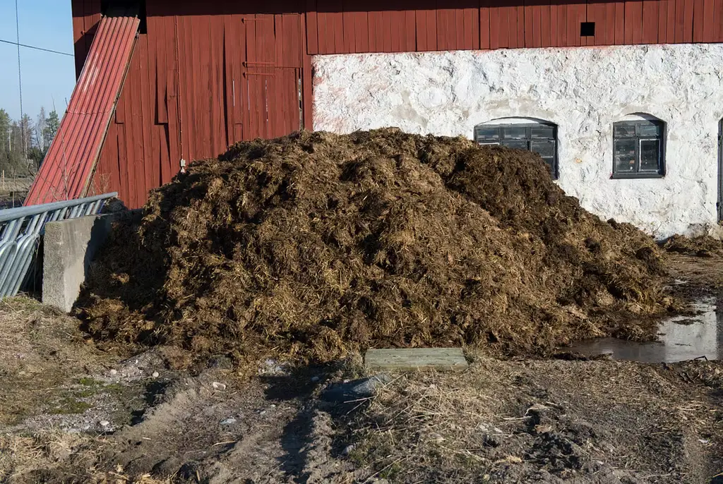 Arkivbild: Gödselstack med gödsel utanför en ladugård.