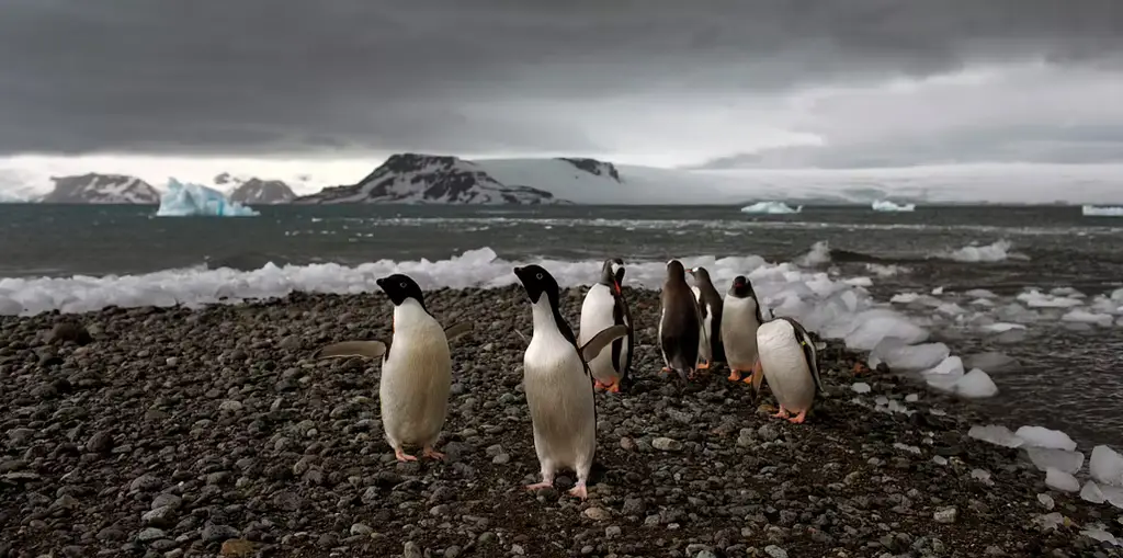 Pingviner på stranden vid Bahia Almirantazgo i Antarktis.